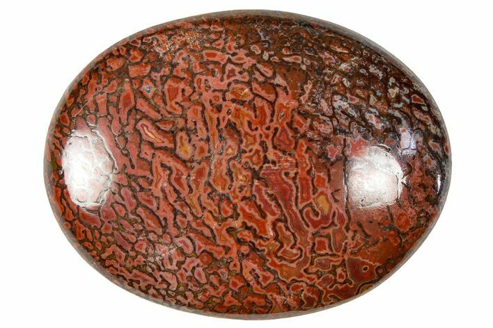 Polished Dinosaur Bone (Gembone) Cabochon - Colorado #370725